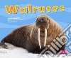 Walruses libro str