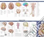 Anatomy of the Brain Study Guide