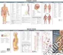 The Spinal Nerves & The Autonomic Nervous System libro in lingua di Anatomical Chart Company (COR)