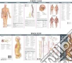 The Spinal Nerves & The Autonomic Nervous System