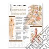 Understanding Low Back Pain Anatomical Chart libro str