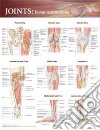 Joints of the Lower Extremities Anatomical Chart libro str