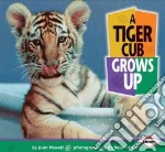 A Tiger Cub Grows Up