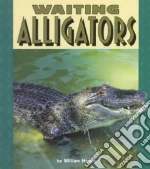 Waiting Alligators