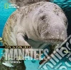 Face to Face With Manatees libro str