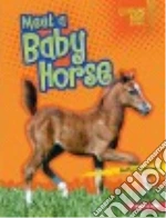 Meet a Baby Horse