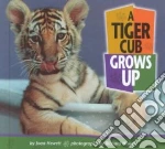 A Tiger Cub Grows Up