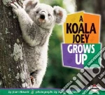 A Koala Joey Grows Up