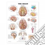 The Brain