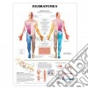 Dermatomes Anatomical Chart libro str
