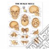 The Human Skull Anatomical Chart libro str