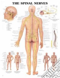 Spinal Nerves Chart libro in lingua di Not Available (NA)