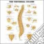 Vertebral Column Chart