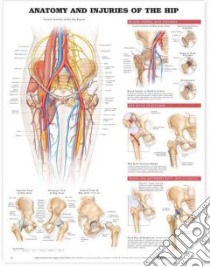 Anatomy and Injuries of the Hip Anatomical libro in lingua di Anatomical Chart Company (EDT)