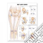 Hip And Knee Anatomical Chart