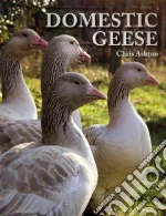 Domestic Geese