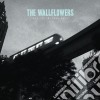 Wallflowers (The) - Collected: 1996-2005 cd