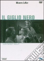 Il giglio nero dvd