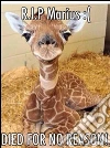 Marius the Giraffe. Wall of Global Comments in Memory. E-book. Formato PDF ebook di Partito Ecoanimalista