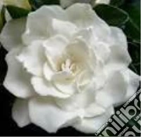 Fiori di gardenia. E-book. Formato EPUB ebook