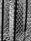 Stronghide and the 14th elevator. E-book. Formato EPUB ebook di Domenico Marano