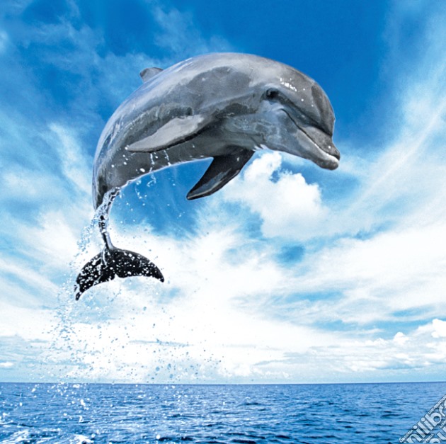 QPz1000 Weingarten Dolphin puzzle di Andy Rouse