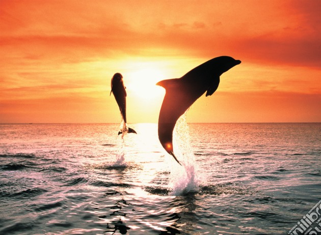 Delfini al tramonto puzzle di RAVENSBURGER