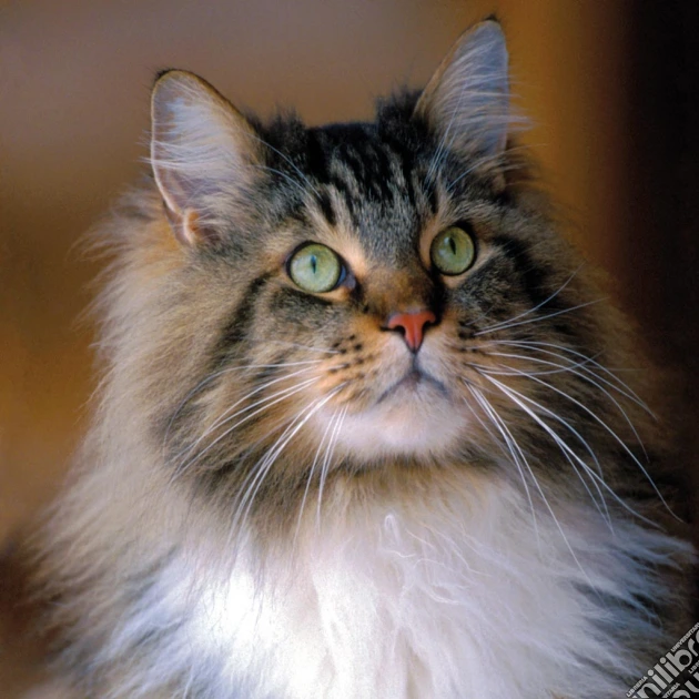 Puzzle 500 Pz Quadrati - Gatto Maine Coon puzzle di RAVENSBURGER