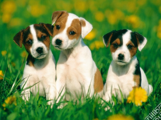 Cuccioli di Jack Russel Terrier puzzle