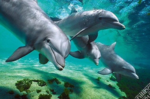 Dolphins - Underwater (Poster Maxi 61x91,5 Cm) gioco di GB Eye