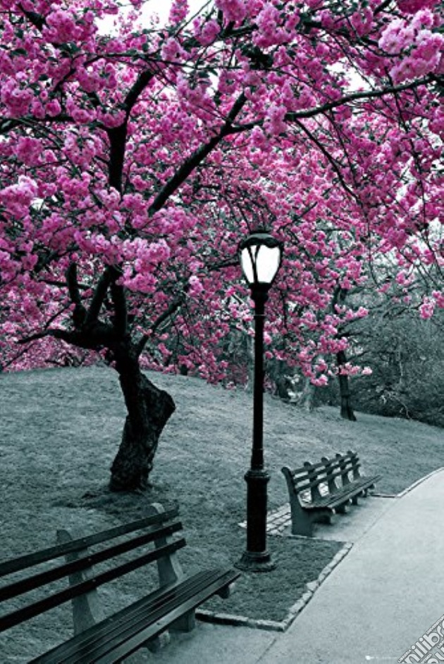 Central Park - Blossom (Poster Maxi 61x91,5 Cm) gioco di GB Eye