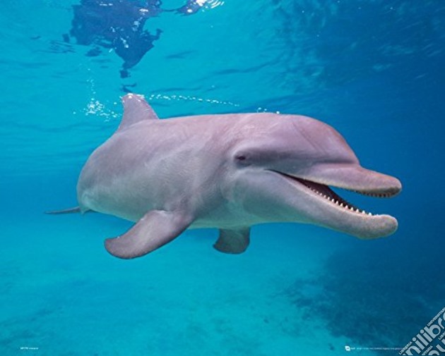 Dolphin: Underwater (Poster Mini 40x50 Cm) gioco di GB Eye