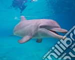 Dolphin: Underwater (Poster Mini 40x50 Cm) giochi