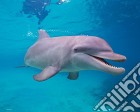 Dolphin: Underwater (Poster Mini 40x50 Cm) giochi