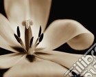 Flowers: Tulip (Poster Mini 40x50 Cm) gioco di GB Eye