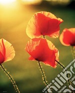 Poppies - Glow (Poster Mini 40x50 Cm)
