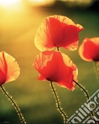 Poppies - Glow (Poster Mini 40x50 Cm) gioco di GB Eye