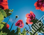 Poppies - Sky (Poster Mini 40x50 Cm)