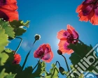 Poppies - Sky (Poster Mini 40x50 Cm) gioco di GB Eye