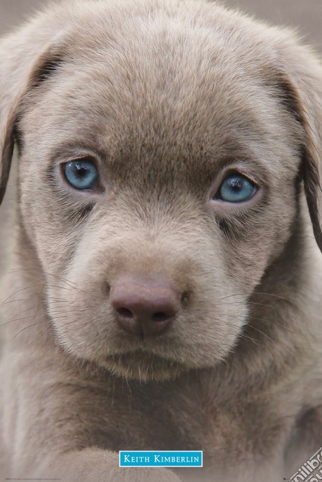 Keith Kimberlin - Puppies Blue Eyes (Poster Maxi 61x91,5 Cm) gioco di GB Eye