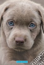 Keith Kimberlin: Puppies Blue Eyes (Poster Maxi 61x91,5 Cm) giochi