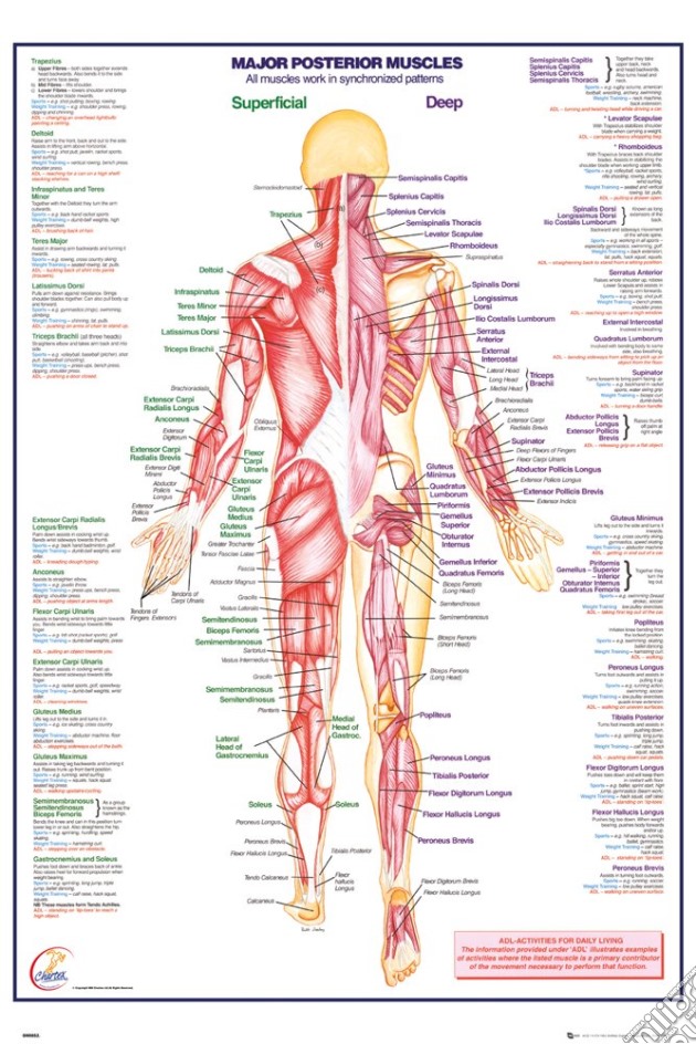 Human Body - Major Posterior Muscles (Poster Maxi 61x91,5 Cm) gioco di GB Eye
