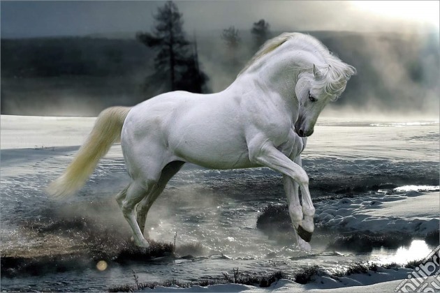 Bob Langrish: Horse Snow (Poster Maxi 61x91,5 Cm) gioco
