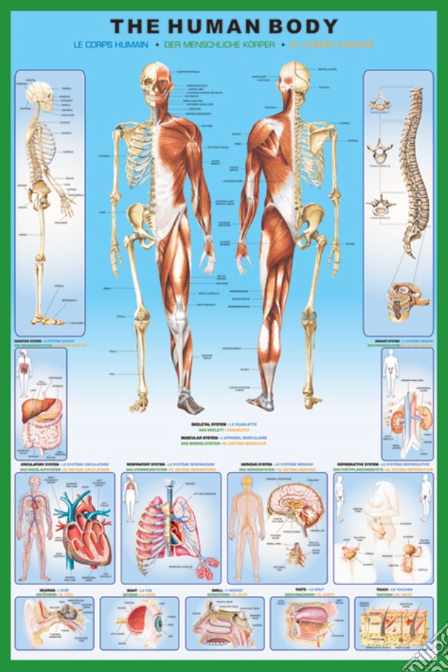 The Human Body (Poster Maxi 61X91,5 Cm) gioco di Pyramid