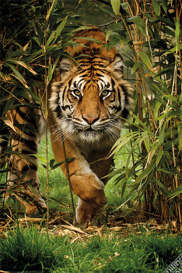 Bamboo Tiger (Poster Maxi 61x91,5 Cm) gioco di Pyramid