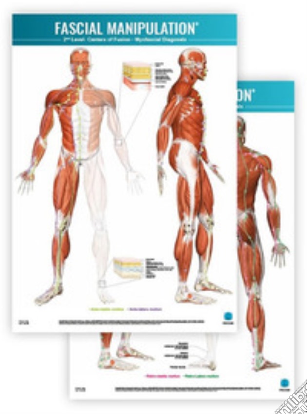 Fascial manipulation. 2nd level poster: centers of fusion-myofascial diagonals gioco di Stecco