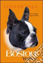 Boston Terrier