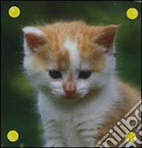 Il gatto