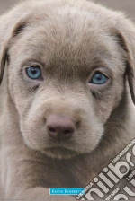 Keith Kimberlin: Puppies Blue Eyes (Poster Maxi 61x91,5 Cm) poster