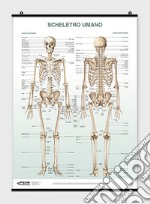 Poster scheletro umano poster di Manzoli Lucia; Ratti Stefano
